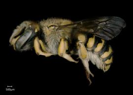   Anthidium placitum nbsp;female lateral habitus, photo: Jeni Sidwell 

